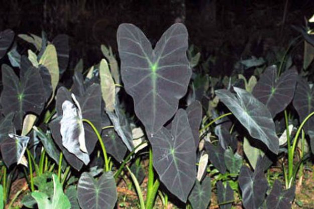 Colocasia antiquorum