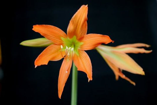 Hippeastrum blossfeldiae