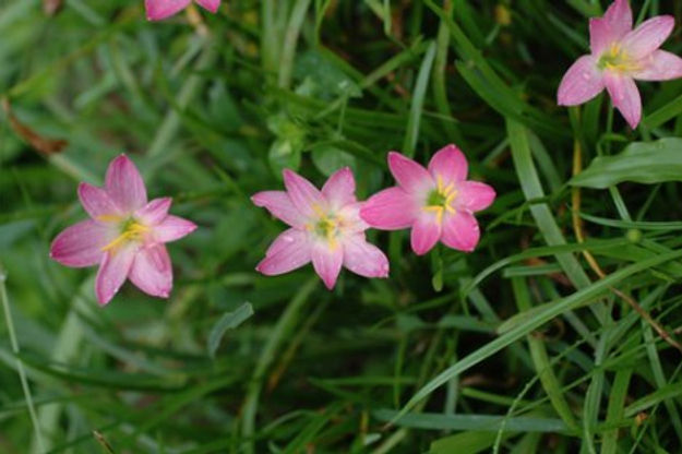 Zephyranthus rosea (5 bulbs)