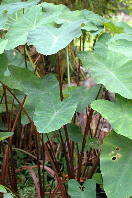 Colocasia esculenta Burgundy Stem