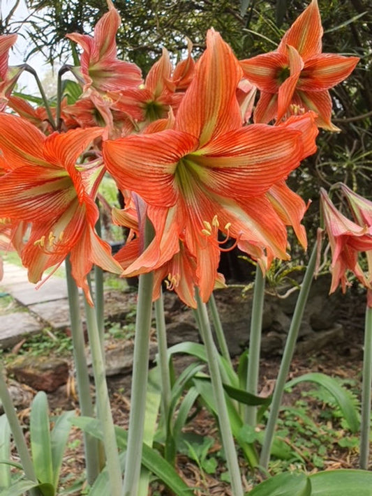 Hippeastrum Bengal Tiger