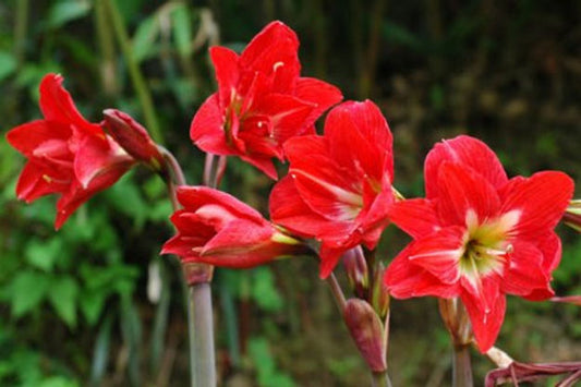 Hippeastrum McCanns Double