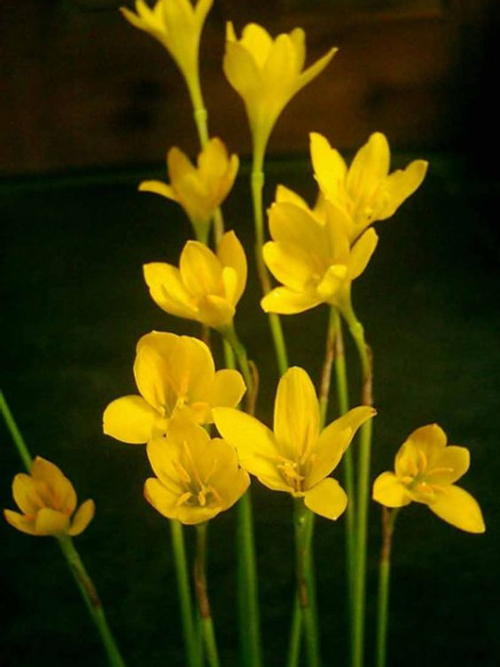 Zephyranthus citrina (5 bulbs)