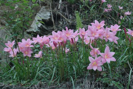 Zephyranthus carinata (50 bulbs)