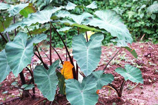 Colocasia esculenta Fontanesii