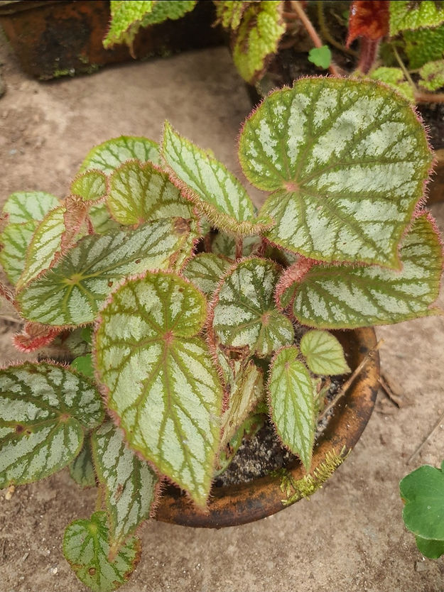 Begonia Rex U501